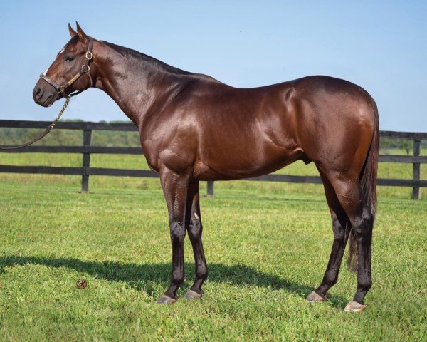 stallion Stage Raider xx (Thoroughbred, 2018, from Pioneerof The Nile xx)