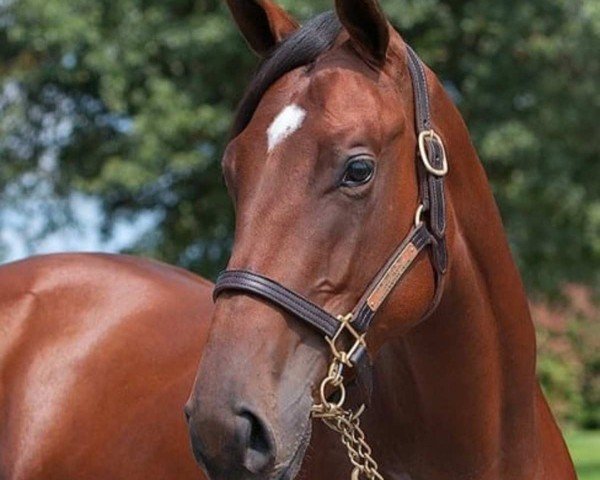 broodmare Egyptian Storm xx (Thoroughbred, 2016, from Pioneerof The Nile xx)