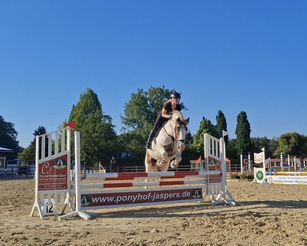 Dressurpferd Monte 61 (Tinker / Irish Cob / Gypsy Vanner, 2013)