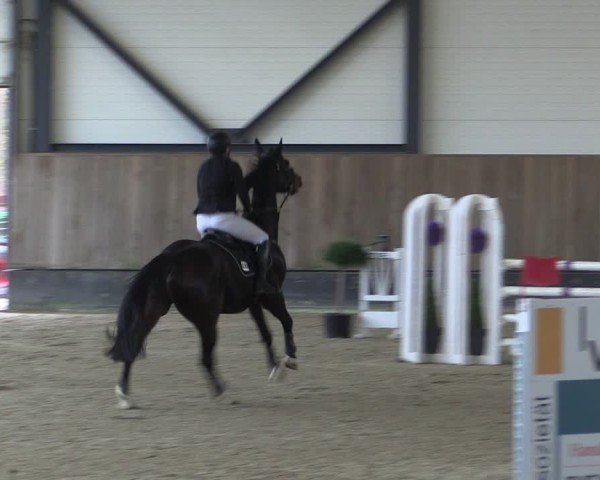 Reitturnier Zwickau 2024