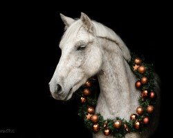 horse Lobster (Connemara Pony, 2001, from Lord Elu Thingol)