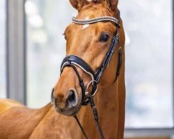 dressage horse Madonna (Hanoverian, 2020, from Maracana)