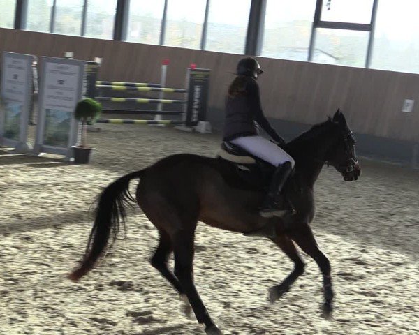 Reitturnier Zwickau 2024