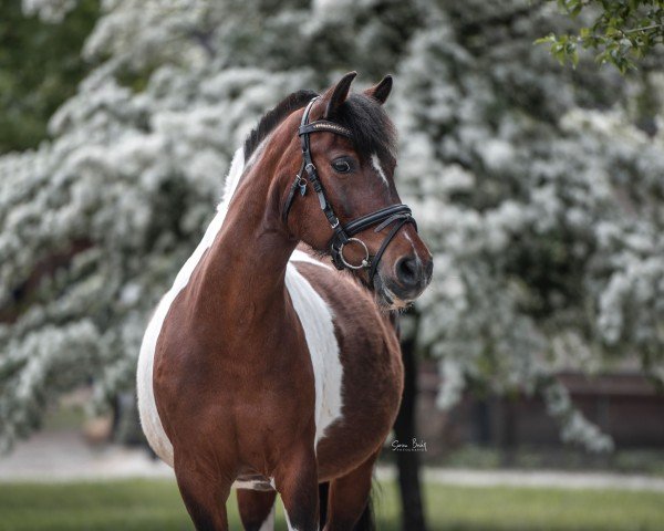 dressage horse Lilly Fee 23 (German Riding Pony, 2009)