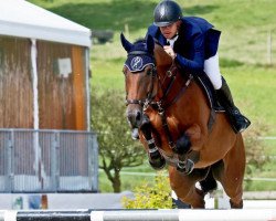 jumper Otaquine Z Es (Zangersheide riding horse, 2007, from Ogano Sitte)