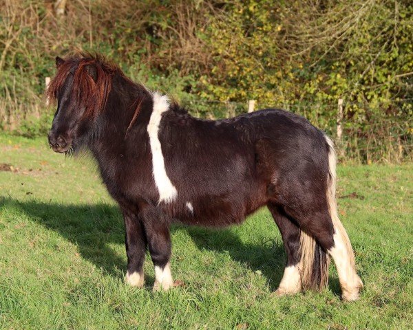 Pferd Sinclair van de Beekhoeve (Shetland Pony, 2023, von Arko v.d. Lindervelde)