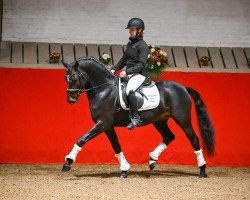 dressage horse Deichkind SH (German Riding Pony, 2019, from Designed in Black AT)