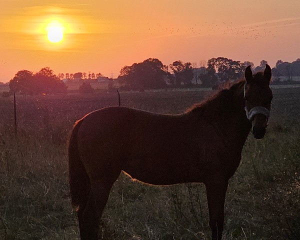 foal by Unika PB (Mecklenburg, 2024, from Untouchable)