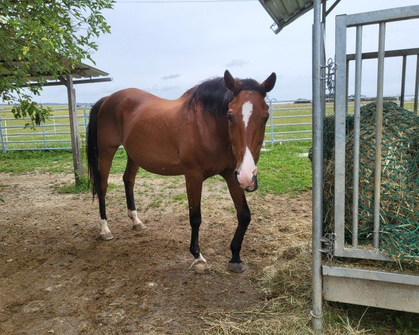 broodmare Luna (Hanoverian, 2000, from Longchamp)