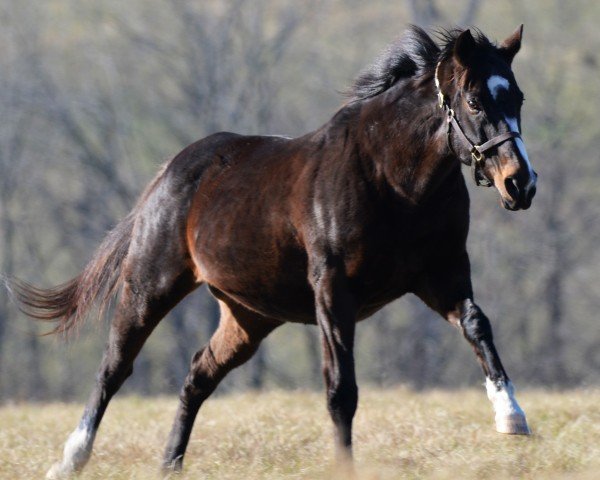 Zuchtstute Rachel Alexandra xx (Englisches Vollblut, 2006, von Medaglia d'Oro xx)