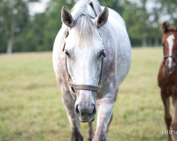 broodmare Tap For Me xx (Thoroughbred, 2018, from Tapit xx)