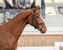 Springpferd Cara Mia MS (Österreichisches Warmblut, 2022, von Poker de Mariposa TN)