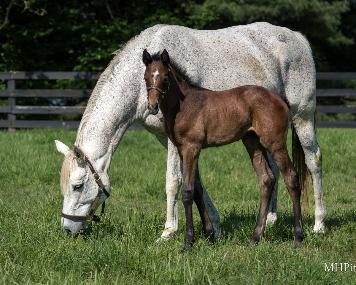 horse Stute von Flightline xx (Thoroughbred, 2024, from Flightline xx)