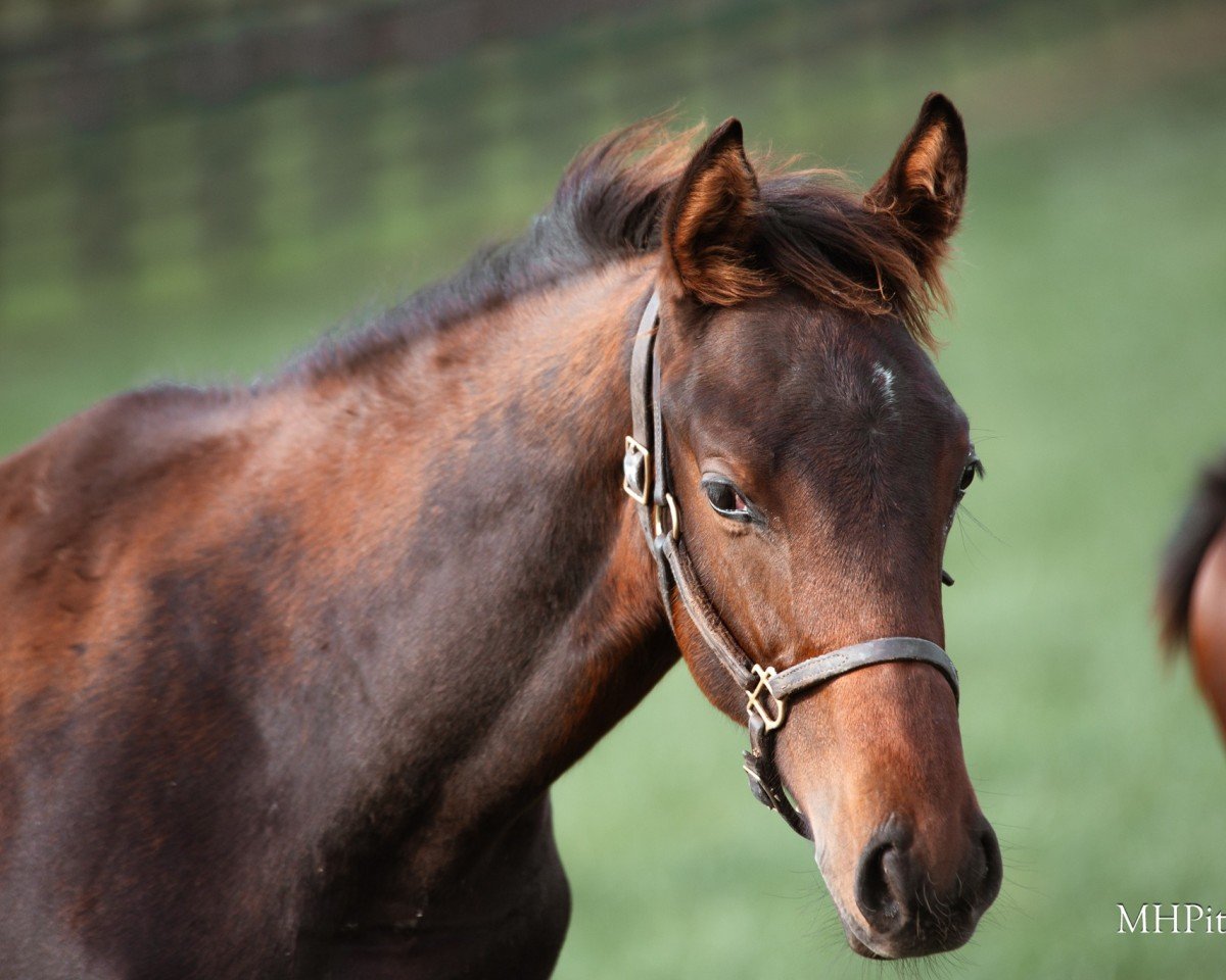 Pferd Hengst von Gun Runner xx (Englisches Vollblut, 2024, von Gun Runner xx)