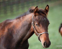 foal by Hengst von Gun Runner xx (Thoroughbred, 2024, from Gun Runner xx)