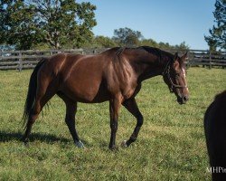 broodmare Graceful Princess xx (Thoroughbred, 2016, from Tapit xx)