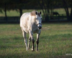 broodmare Tap Gun xx (Thoroughbred, 2015, from Tapit xx)