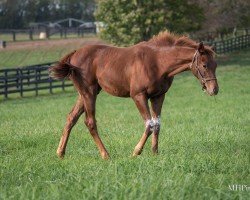 horse Stute von Golden Pal xx (Thoroughbred, 2024, from Golden Pal xx)