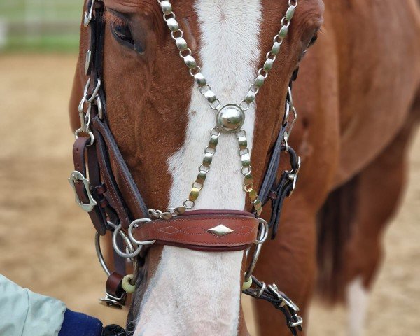 horse Afrojack D Z (Zangersheide riding horse, 2012, from Arizona)