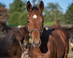 horse Hengst von Into Mischief xx (Thoroughbred, 2024, from Into Mischief xx)