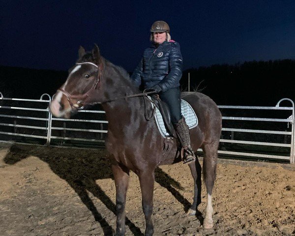 jumper Labella Luna (Hanoverian, 2021, from Waterloo 234)