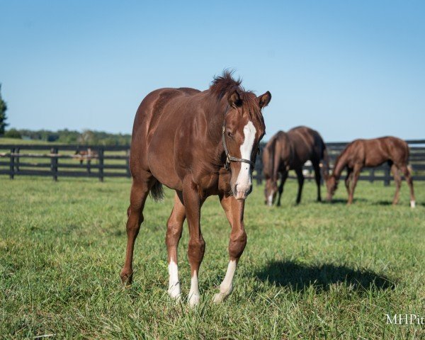 foal by Stute von Jackie´s Warrior xx (Thoroughbred, 2024, from Jackies Warrior xx)