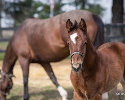 Pferd Hengst von McKinzie xx (Englisches Vollblut, 2023, von Mckinzie xx)