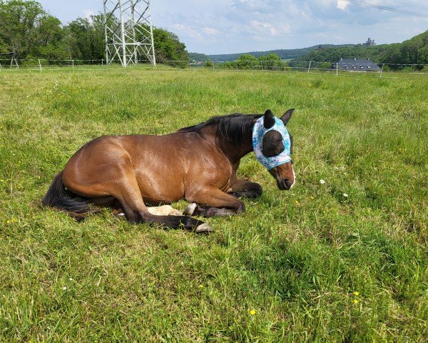 jumper Labella Luna (Hanoverian, 2021, from Waterloo 234)