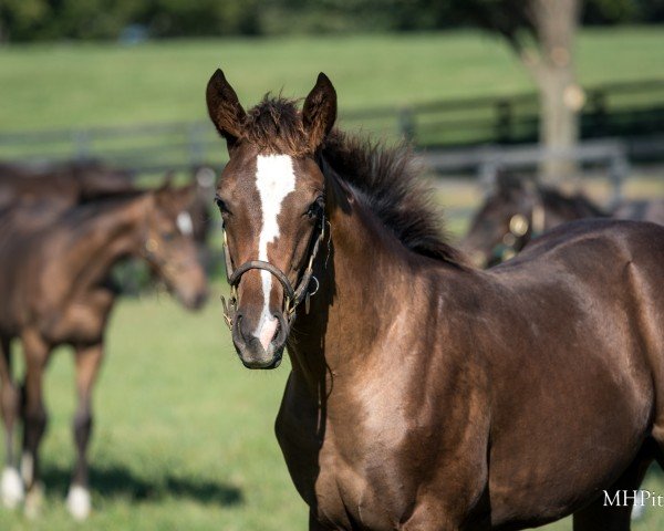 foal by Stute von Flightline xx (Thoroughbred, 2024, from Flightline xx)