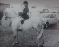 Pferd Caronjoy Cabochard (Welsh Partbred, 1977, von Valiant)