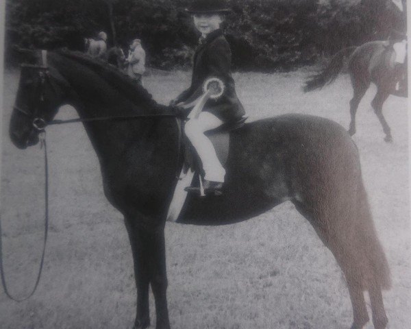 horse Bladon Stardust (British Riding Pony, 1974, from Pickwick)