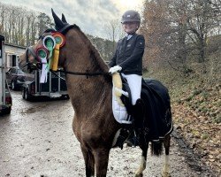 Springpferd Divina 91 (Deutsches Reitpony, 2007, von FS Don't Worry Junior)