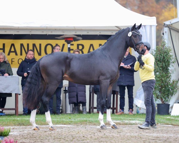 dressage horse Fontainebleau (Hanoverian, 2022, from For Romance I)