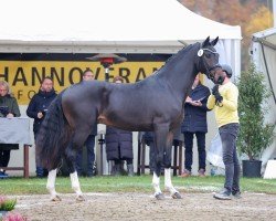 dressage horse Fontainebleau (Hanoverian, 2022, from For Romance I)