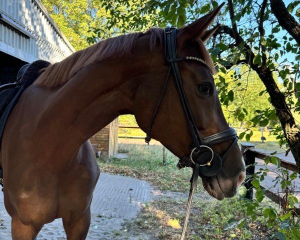 eventing horse Queen of Diamonds 3 (Mecklenburg, 2018, from Quantensprung 3)