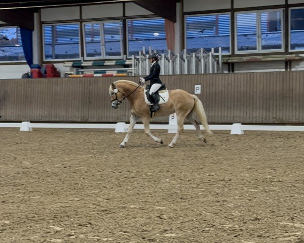 Pferd Staran (Haflinger, 2020, von Sternwächter)