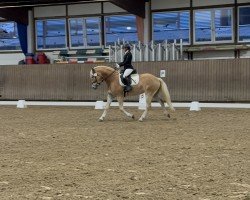 dressage horse Staran (Haflinger, 2020)