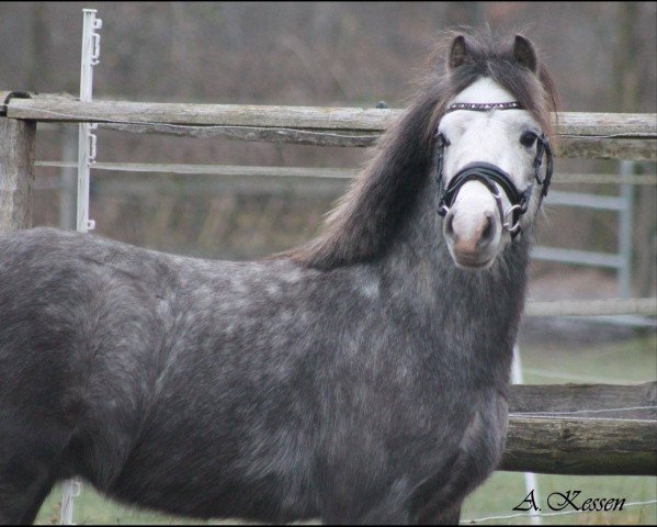 Pferd Kluft Picolo (Welsh Mountain Pony (Sek.A), 2013, von Ysselvliedt's Special Edition)