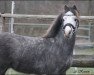 horse Kluft Picolo (Welsh mountain pony (SEK.A), 2013, from Ysselvliedt's Special Edition)