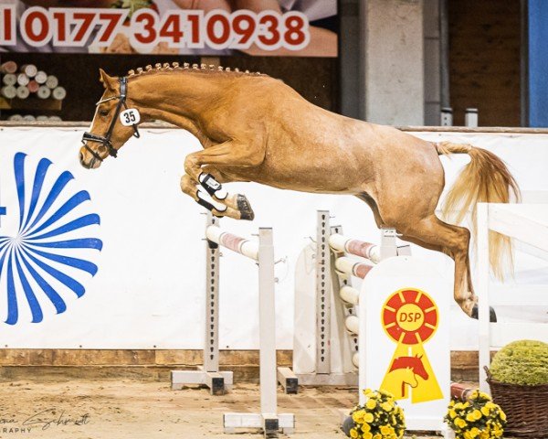 Springpferd Bandito de Luxe (Deutsches Reitpony, 2021, von Bellissimo de Luxe)