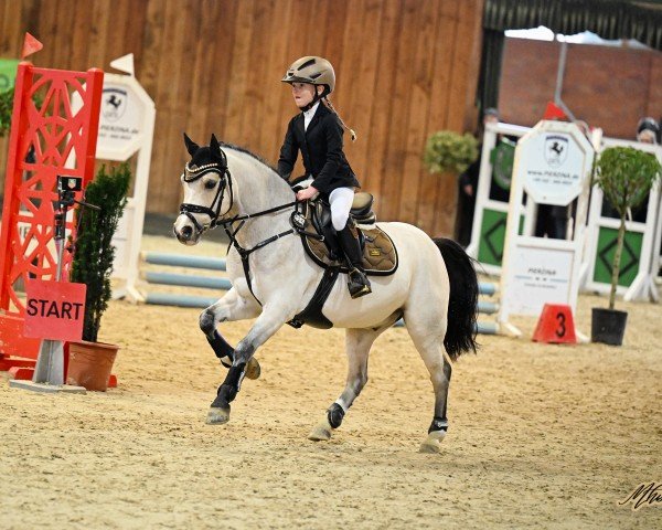 Pferd Rujas Skip (Welsh Mountain Pony (Sek.A),  , von Ysselvlieds Irresistible)