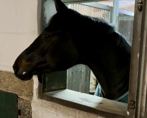 dressage horse Quaijana (Oldenburg, 2020, from Quando Unico FRH)