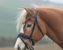 Pferd Tinkabell (Haflinger, 2015, von Atlantic)