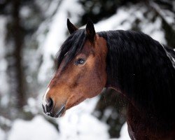 Pferd Hollywood Paycheck (Paint Horse, 2016)