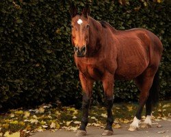 Pferd Insider VI (Schweizer Warmblut, 1995, von Astrivoire)