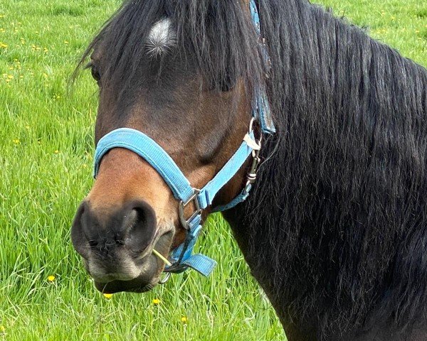 Dressurpferd Riverdance SK (Deutsches Reitpony, 2017, von Oosteinds Ricky)