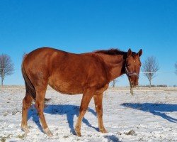 dressage horse Très Jolie (Hanoverian, 2023, from Total Diamond PS)