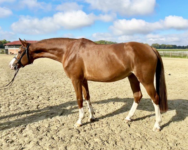 jumper Happy Fire (Zangersheide riding horse, 2019, from Heartbeat)