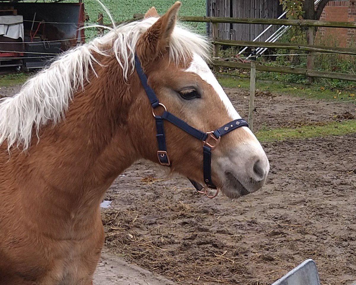 dressage horse Sturmwind (Haflinger, 2024, from Stano)