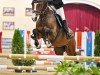 broodmare La Gilderada S (Oldenburg show jumper, 2016, from Lordanos)